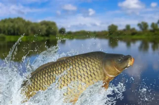 Karp – kompletny przewodnik dla wędkarzy chcących zacząć karpiówkę