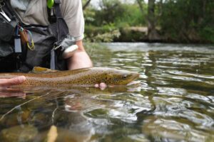 Zasada catch & release – kiedy stosować i jak to robić bezpiecznie?